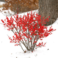 Winterberry