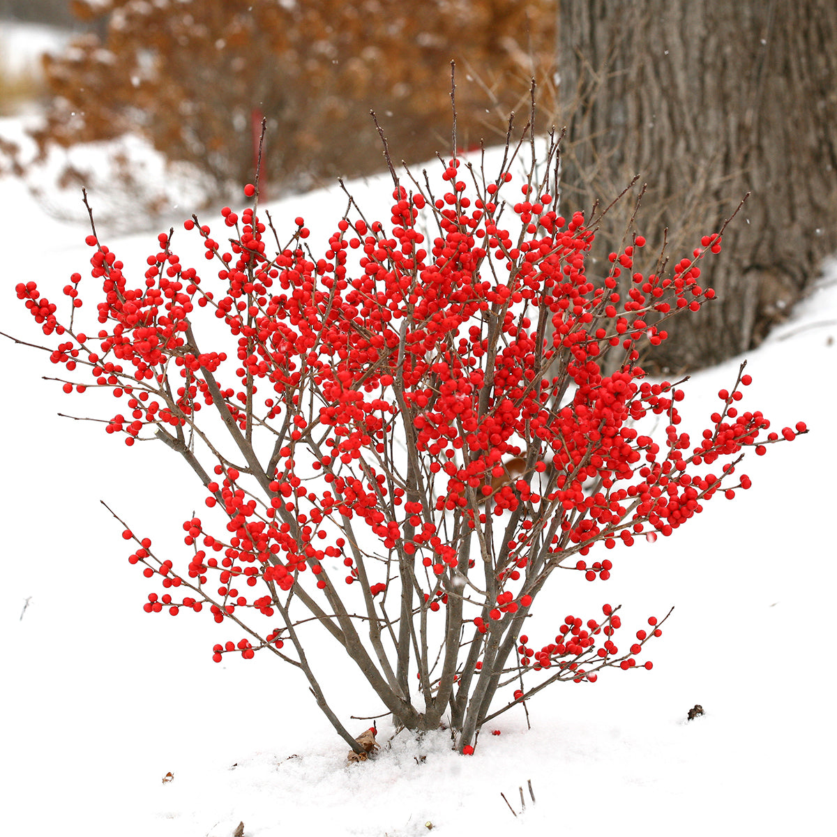 Winterberry Berry Poppins® PP (Ilex verticillata)