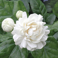 Jasmine