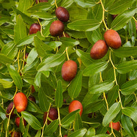 Jujube