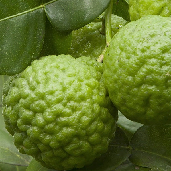 Lime Leaf Tree (Citrus hystrix)