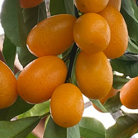 Kumquat