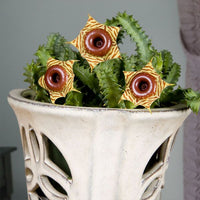Life Saver Plants