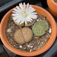 Living Stones