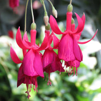 Fuchsia
