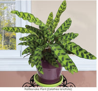 low-light-house-plants-Rattlesnake-Plant-Calathea-lancifolia-1a (low-light-houseplants)