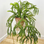 Lycopodium (Lycopodium squarrosum)