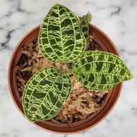 Jewel Orchids