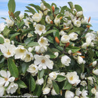 Fairy Magnolia® Cream (Magnolia hybrid)