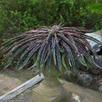 Manfreda 'Cherry Chocolate Chip' PP (Manfreda undulata hybrid)