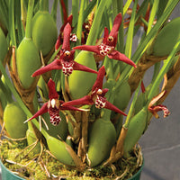 Coconut Orchids