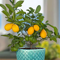 Lemons