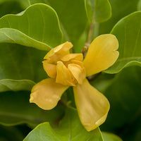 Joy Perfume Tree