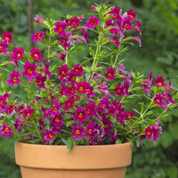 Mimulus