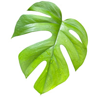 Monstera