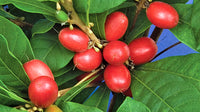 Miracle Berry