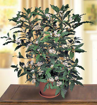 African Gardenia
