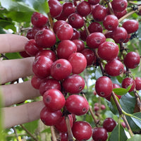 mocha_coffee_fruits (tea-and-beverage-plants)
