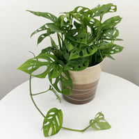 monstera_adansonii_sm_1 (tropical-plants)