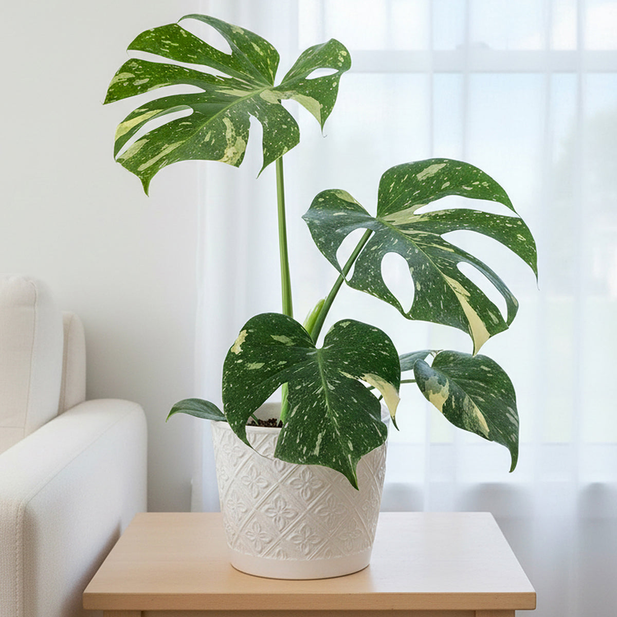 Monstera 'Thai Constellation' plant for sale