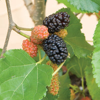Mulberry