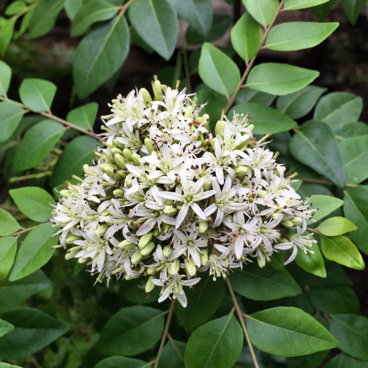 Curry Leaf Plant ‘Gamthi’ (Murraya koenigii)