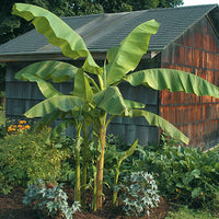 Fiber Banana