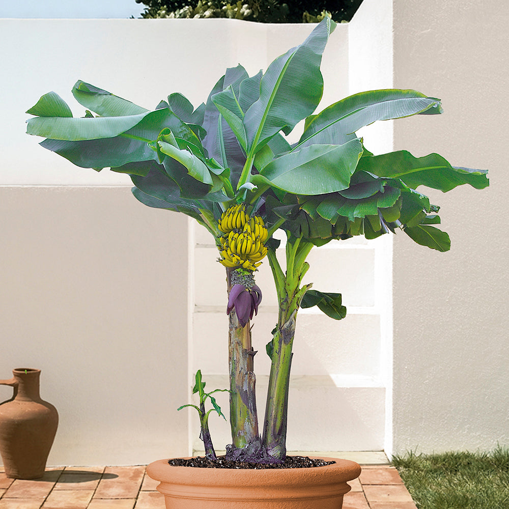 Banana Plant 'Dwarf Lady Finger' (Musa acuminata)
