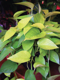 Pothos