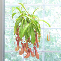 Tropical Pitcher Plant