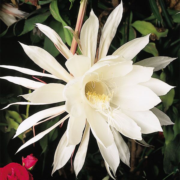 Night Blooming Cereus