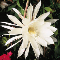 Epiphyllum