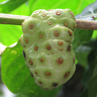 Noni