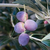 olea_europea (herbs-and-spices)