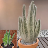 Opuntia