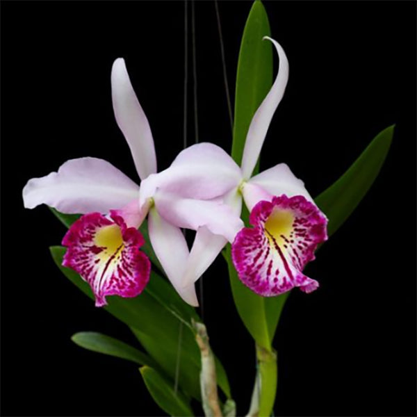 Bc.
Orchid
Taiwan
Big Lip
‘Ta-Hsin’
(Brassavola
x Cattleya)