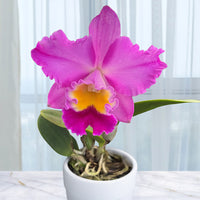 Orchids