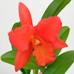 Blc. Orchid Dan O'Neil 'Jubilee' HCC/AOS (Brassavola x Laelia x Cattleya hybrid)
