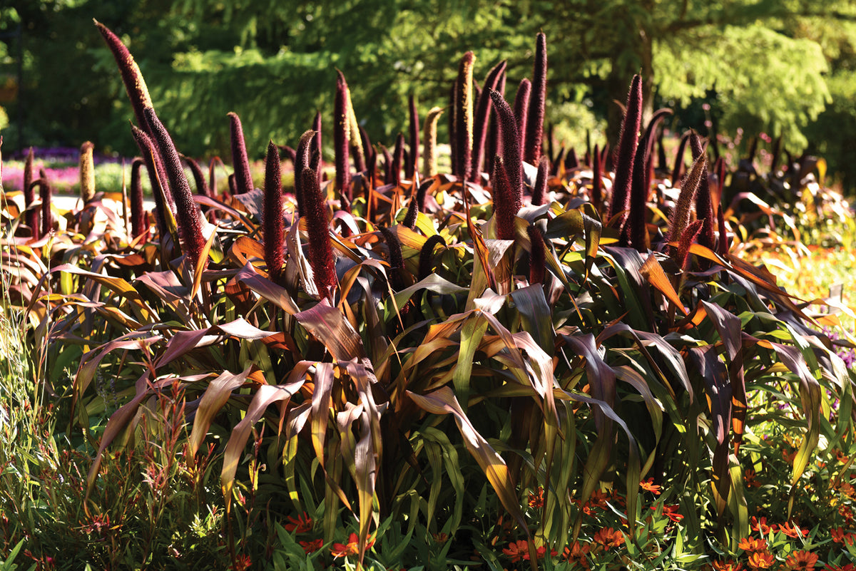 Ornamental Millet ‘Copper Prince’ (Pennisetum glaucum)