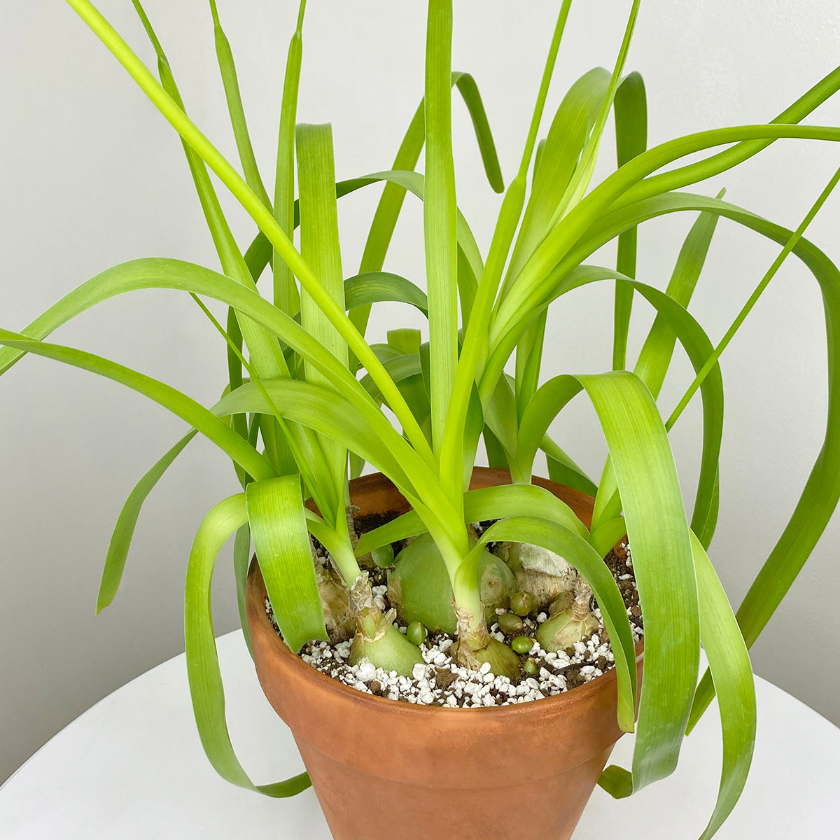 Healing Onion Plant (Ornithogalum caudatum)