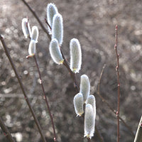 Pussy Willows