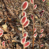 Pussy Willow