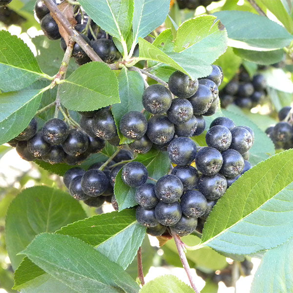 Aronia Berry Bush 'Viking' (Aronia melanocarpa)