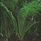 Ostrich Fern ‘The King’ (Matteuccia struthiopteris)