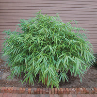 Bamboo
