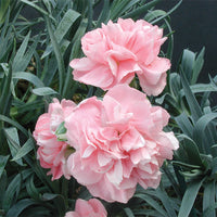 Dianthus