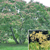 Bee Bee Tree