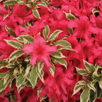 Azalea ‘Bollywood’ PP (Rhododendron hybrid)