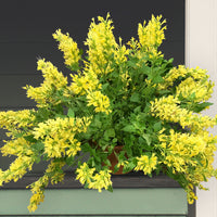Agastache
