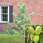 Paw Paw Tree Shenandoah™ (Asimina triloba)